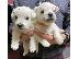 PoulaTo: Kc κουτάβια εγγεγραμμένα West Highland Terrier